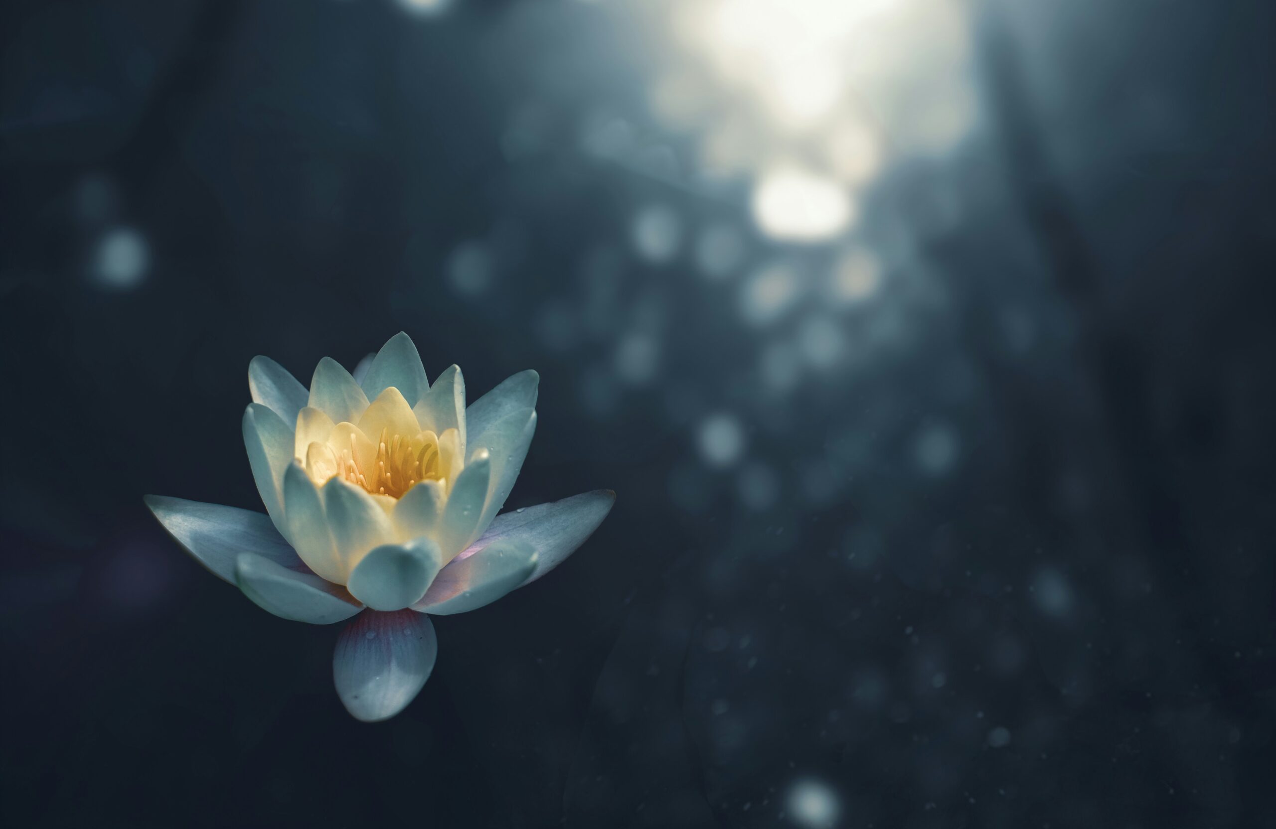 zoltan-tasi-vHnVtLK8rCc-unsplash zoltan-tasi-vHnVtLK8rCc-unsplash